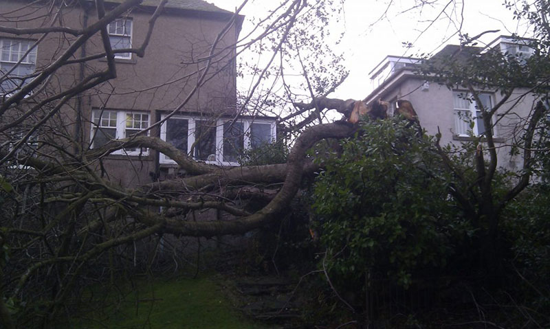 Collapsed Cherry tree. Gallery Image