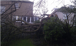 Collapsed Cherry tree. Gallery Thumbnail