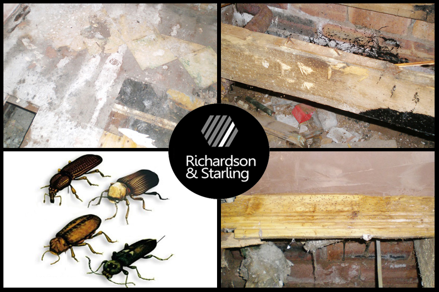 Woodworm treatment Gallery Image
