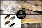 Woodworm treatment Gallery Thumbnail